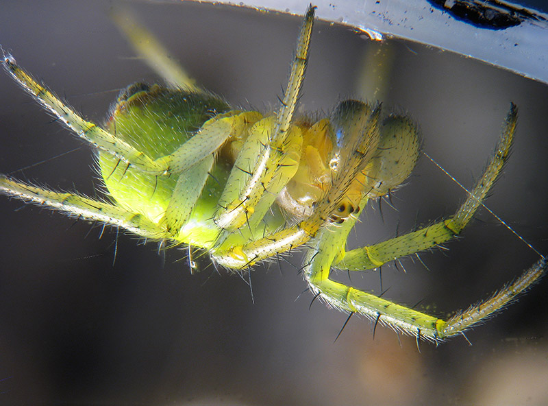 Araniella cucurbitina, maschio immaturo?.....Araniella sp. - Sumirago (VA)